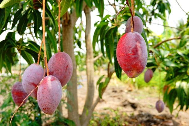 American Red Palmar Mango Aam Grafted Fruit  Plant (Height 1.5-3 Feet) (Premium Mango Variety) Fruits After 1Year, Rich, Sweet, And Mildly Tangy Flavor, 1 Plant For Home Garden