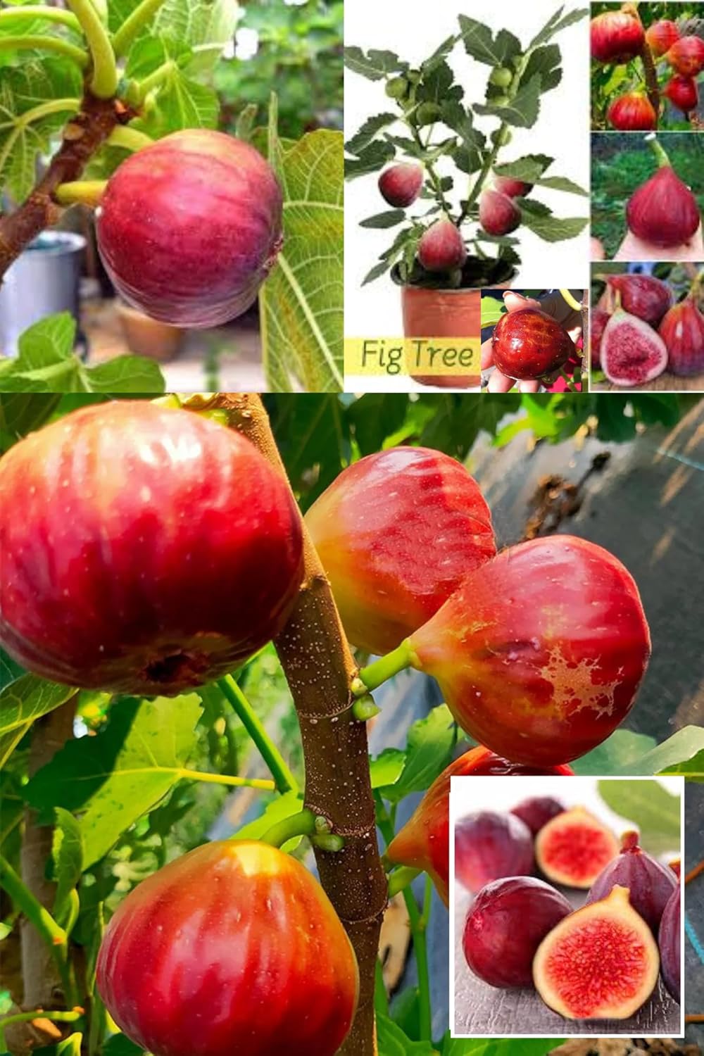 Sweet Red Isreal Khurtmani Fig (Anjeer) Layering/Grafted Fruit Plant (Height 1.5-2 Feet) Fruits After 10 Month, Rich, Honey-Like Sweetness Taste, (1 Healthy Plant For Home Garden)