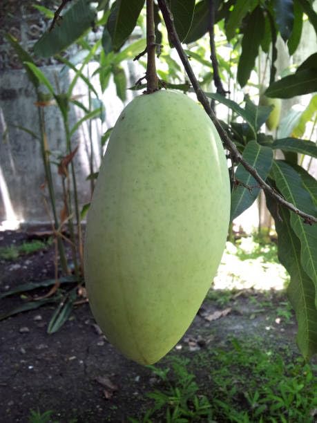 Sweet Dasheri Mango Aam Grafted Fruit  Plant (Height 1.5-2 Feet) Dasheri (Also Spelled Dussehri Fruits After 1 Year,Exceptionally Sweet Flavortaste, 1 Healthy Plant For Home Garden