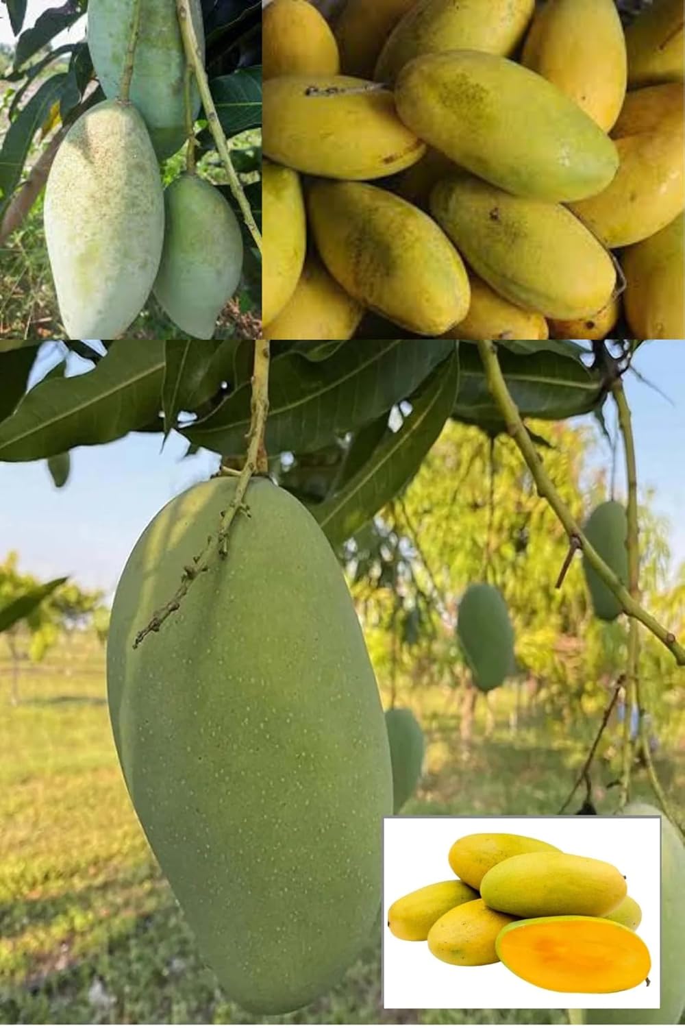 Sweet Dasheri Mango Aam Grafted Fruit Plant (Height 1.5-2 Feet) Dasheri (Also Spelled Dussehri Fruits After 1 Year,Exceptionally Sweet Flavortaste, 1 Healthy Plant For Home Garden