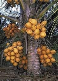 Malaysian Orange Coconut Nayriyal Hybrid Dwarf Fruit  Plant (Height 1.5-2.5 Feet) Golden Dwarf Coconut After Fruit 2-3 Year Mildly Sweet, Pure-Taste (1Healthy Plant For Home Garden