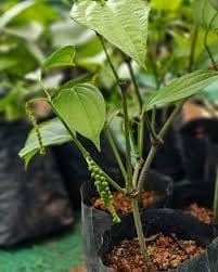 Rare Black Pepper (Piper Nigrum) Gol Mirch,Milagu, Kali Mirch Spice  Plant (Height 1.5-2 Feet) (After Flower 1 Year)(1 Healthy  Plant) The King Of Spices For Home Gardens