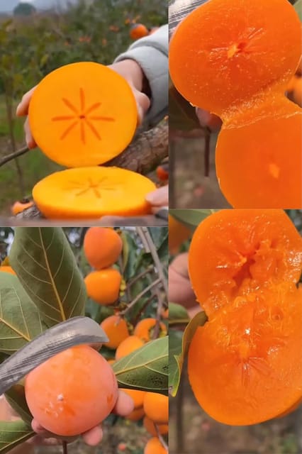 Orignal Fuyu Japanese Persimmon Grafted Fruit  Plant (Height 1.5-2 Feet) Fruits After 10-12 Month |Flavor :Sweet, Honey-Like (1 Healthy  Plant) For Home Graden Outdoor  Tree