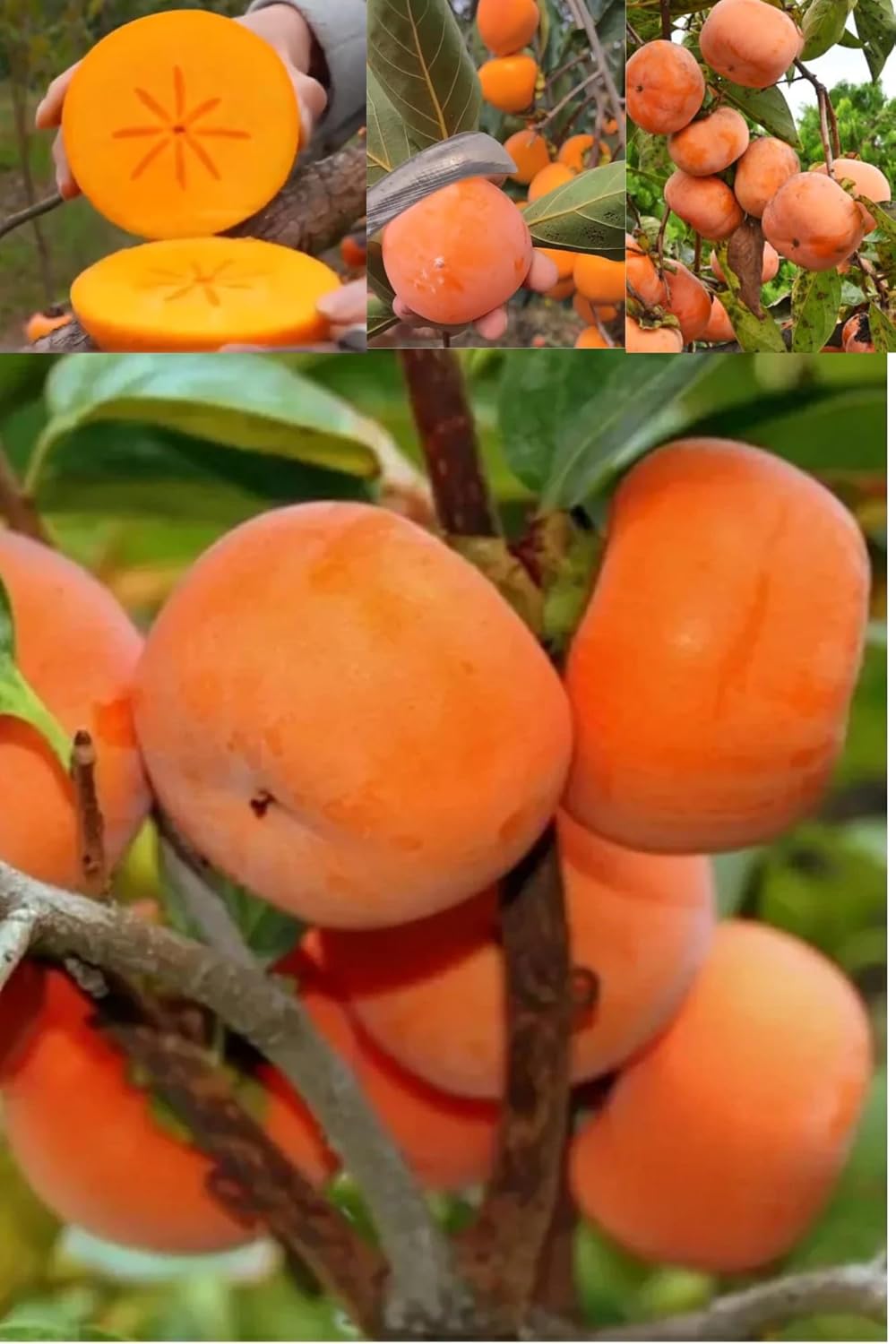 Orignal Fuyu Japanese Persimmon Grafted Fruit Plant (Height 1.5-2 Feet) Fruits After 10-12 Month |Flavor :Sweet, Honey-Like (1 Healthy Plant) For Home Graden Outdoor Tree