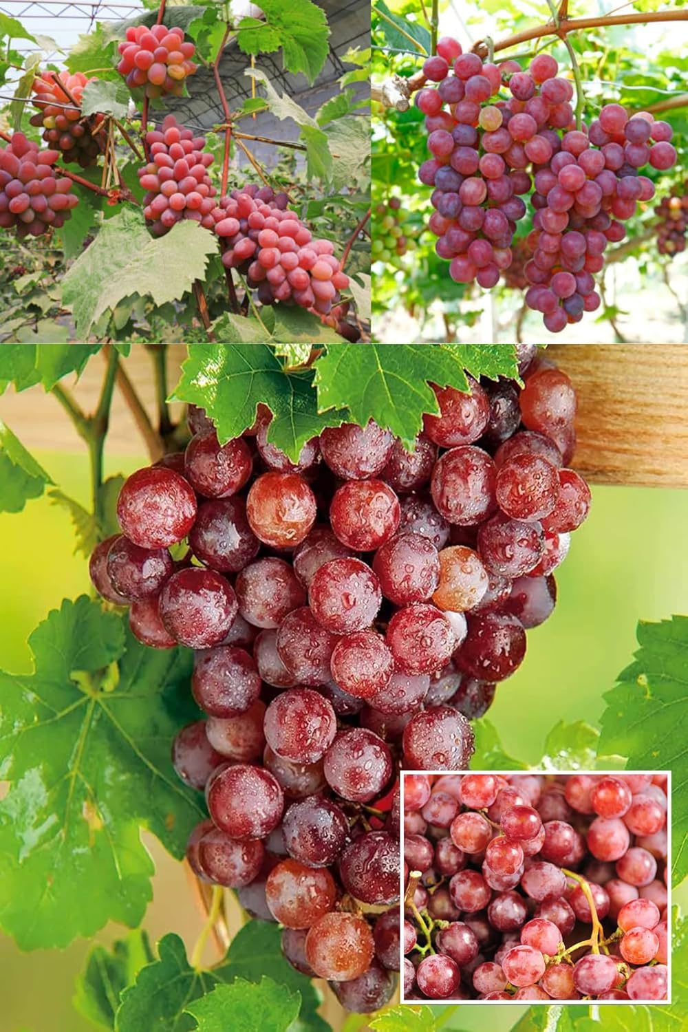 Red Flame Seedless Climbing Vine Grapes Angoor Layering/Grafted Fruit Plant (Height 1.5-2 Feet) Fruits After 1Year, Sweet, Mildly Tart Flavor, 1 Healthy Plant For Home Garden