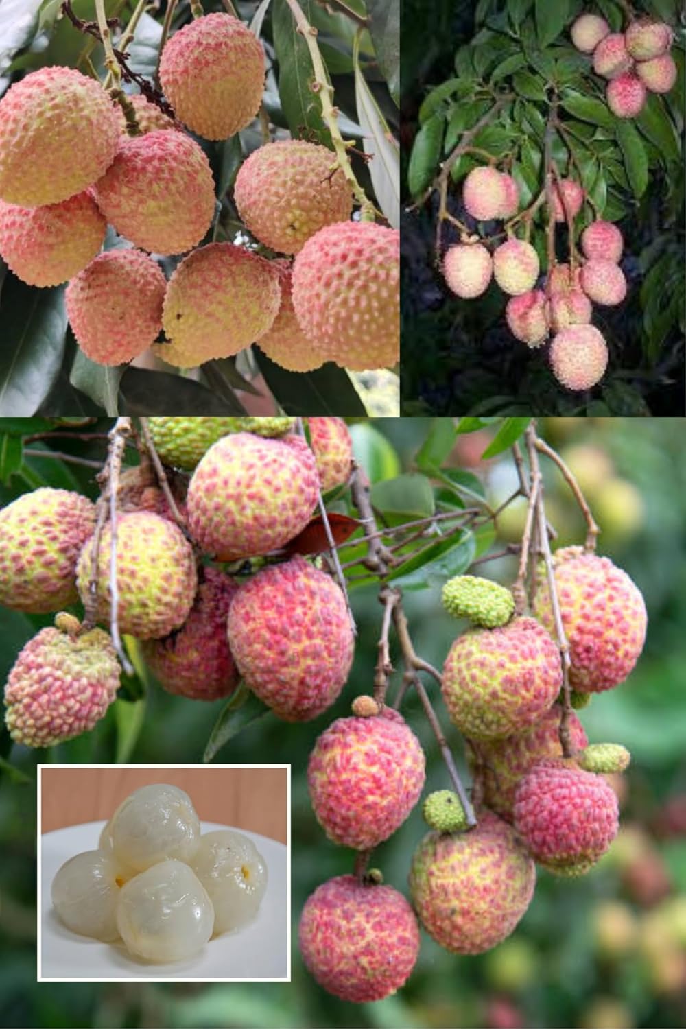 Chinensis Litchi Lychee Layering/Grafted Fruit Plant (Height 1.5-2 Feet) Fruits After1Year,Skin:Rou Gh,Thin, &Red When Ripe,Taste;Sweetjuicy, &Aromatic,1 Healthy Plant For Home Garden
