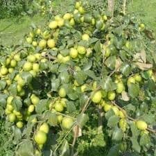B U Apple Ber Jujube Kul Grafted Fruit Plant (Height 1-2 Feet) High-Yield Hybrid Variety,Large, Sweet Fruits And Fast Growth,Sweet, Crisp, And Juicy, 1 Healthy Plant For Home Garden