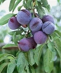 Sutluj Purple Plum Aloo Bukhara Layering/Grafted Fruit  Plant (Height 1.5-2.5 Feet) Purple Plum, Fruits After 1Year,Sweet, Slightly Tangy, Juicy & Soft, For Home Garden