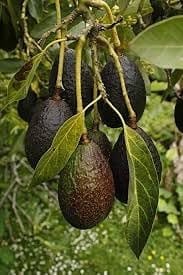 Lamb Hass Avocado Butter Fruit Grafted  Plant (Height 1.5-2.5 Feet) Fruits After 1Year,Rich, Creamy, Slightly Nutty Fruit Taste, 1 Heathy Fresh Plant For Home Garden Outdoor Tree.
