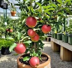 Red Gola Apple Seb Grafted  Fruit Plant (Height 1.5-2 Feet) Fruits After 1Year, Extremely Hard; Juicy, Fine Textured. Sweet Flavour, Mild Tartness, 1 Healthy Plant For Home Garden
