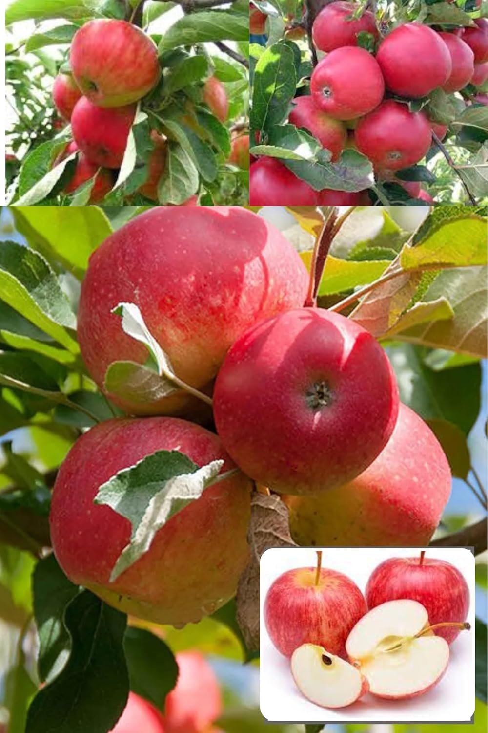 Red Gola Apple Seb Grafted Fruit Plant (Height 1.5-2 Feet) Fruits After 1Year, Extremely Hard; Juicy, Fine Textured. Sweet Flavour, Mild Tartness, 1 Healthy Plant For Home Garden