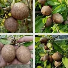Cricket Ball Chikoo (Sapota) Grafted Fruit  Plant (Height 1.5-2.5 Feet) Fruits After 1Year, Sweet, Malty, Caramel-Like Flavor, Fast-Growing, 1 Healthy Fresh Plant For Home Garden