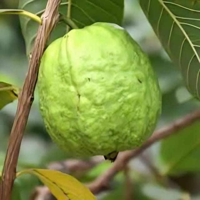 Sweet Seedless Baruipur Guava Fruit Plant (Height 1-2 Feet) Baruipur Guava Orignal Hybrid Variety Fruit Plant| Taste: Very Sweet, Aromatic, And Juicy| For Outdoor  Fruit Tree-1
