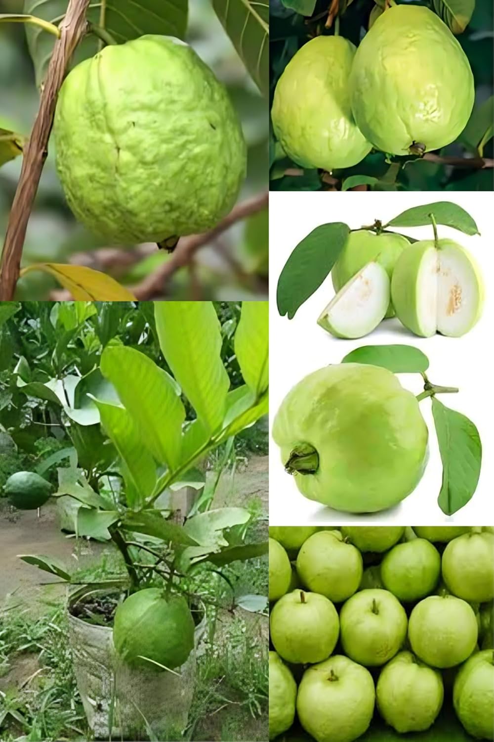 Sweet Seedless Baruipur Guava Fruit Plant (Height 1-2 Feet) Baruipur Guava Orignal Hybrid Variety Fruit Plant| Taste: Very Sweet, Aromatic, And Juicy| For Outdoor Fruit Tree-1