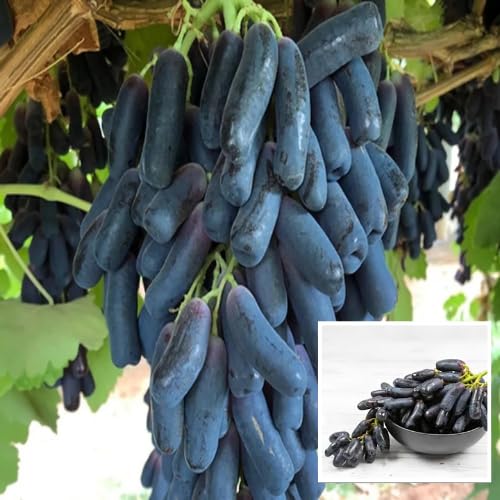 Rare  Black Sharad Seedless Grapes Angoor Layering/Grafted Fruit Plant All Season Amrud (Black) Skin With Fresh Organic Hybrid Dwarf Varieties Fruit (Pack Of-1) Outdoor  Fruit Tree