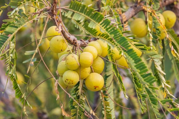 Sweet Banaras Amla Gooseberries Amloki Grafted  Fruit Plant (Height 1.2-2.5 Feet) (Varanasi) Fruits After 1Year, Taste: Sour-Tangy, Rich In Vitamin C, 1 Heathy Plant For Home Garden