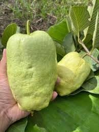 Fresh Sweet Japanese White Diamond Guava Fruit Plant (Height 1.5-2 Feet) All Season Amrud White Skin With Fresh Organic Hybrid Dwarf Varieties Fruit (Pack Of-1) Outdoor  Tree