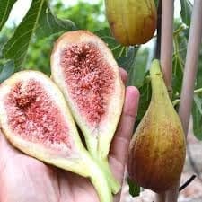 Big Leaf Fig (Anjeer) Layering Grafted Fruit  Plant (Height 1.5-2 Feet) After Fruits 8-10 Month (Big Leaf Variety) Naturally Sweet, Juicy,Taste,(1 Healthy Plant For Garden Outdoor)