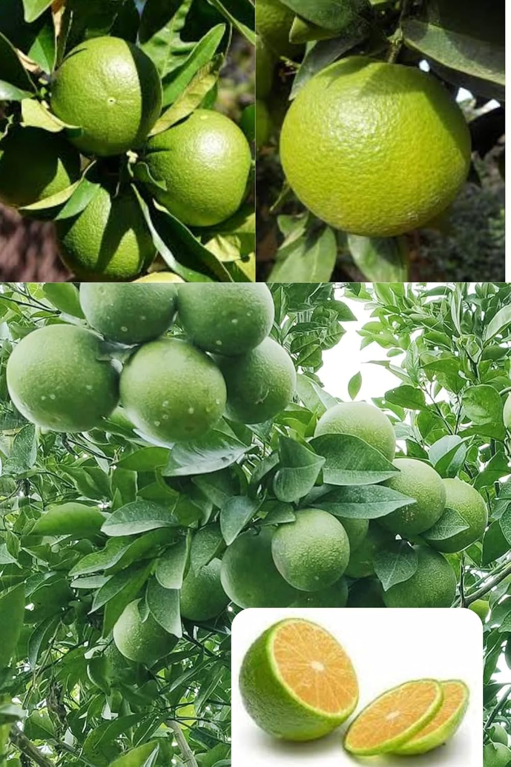 Jalna Sweet Orange/Mousambi Grafted Fruit Plant (Height 1.5-2 Feet) Citrus Limetta, Fruits After 6 Month, Sweet, And Juicy Refreshing Taste, 1 Healthy Fresh Plant For Home Garden