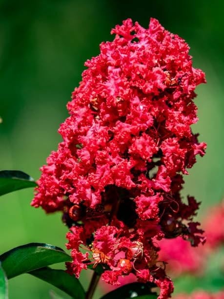 Fresh & Healthy Crape Myrtle/Furush Flowers Plant (Height 1.5-2 Feet) All Season Amrud (Red/White) Skin With Flesh Organic Varieties Flower Tree (Pack Of-2) For Gardening  Tree
