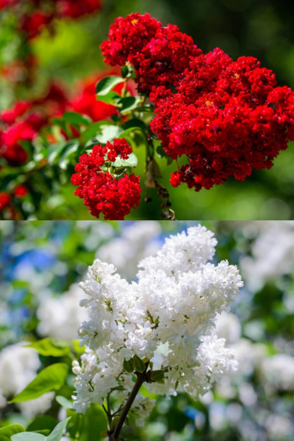 Fresh & Healthy Crape Myrtle/Furush Flowers Plant (Height 1.5-2 Feet) All Season Amrud (Red/White) Skin With Flesh Organic Varieties Flower Tree (Pack Of-2) For Gardening Tree