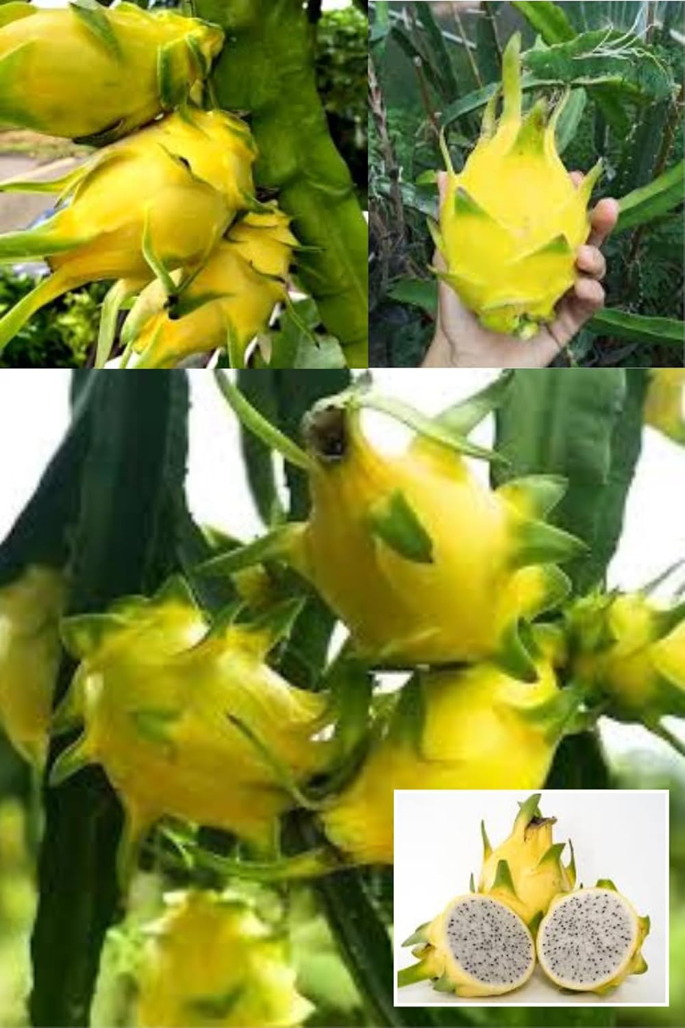 Yellow Dragon Fruit Cutting/Grafted Fruit Plant (Height 1.5-2 Feet) Climbing Cactus, Fruits After 6 Month,Exceptionally Sweet,Sweetest Dragon Fruit Variety, 1 Plant For Home Garden