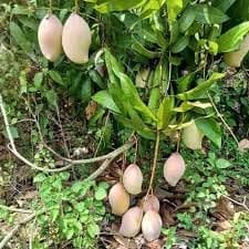 Totapuri Mango Aam Grafted Fruit  Plant (Height 1.5-2 Feet) Fruits After 1Year. Fibrous And Juicy, Ideal For Juices, Pickles,Mildly Sweet,With A Tangy,1 Healthy Plant For Home Garden