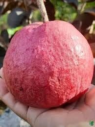 Black Diamond Guava Layering/Grafted Fruit Plant (Height 1.5-2 Feet) Rare And Exotic Fruiting Tree, Fruits After 6 Month, Sweet, Aromatic Pink-Red Flesh, 1 Healthy Plant For Home Garden