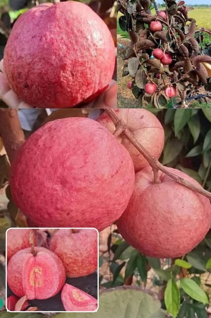 Black Diamond Guava Layering/Grafted Fruit  Plant (Height 1.5-2 Feet) Rare And Exotic Fruiting Tree, Fruits After 6 Month, Sweet, Aromatic Pink-Red Flesh, 1 Healthy Plant For Home Garden
