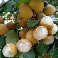 Kohala Hawaii Dragon Eye Longan Grafted Fruit  Plant (Height 1.5-2 Feet) Fruits After 1Year, Hybrid Variety, Sweet, Juicy, And Fragrant Fruit, 1 Healthy Fresh Plant For Home Garden