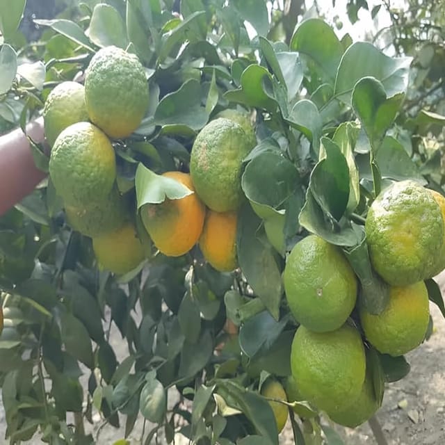 Rare Nagpur Mandarin All Time Sweet Orange Santra Grafted Fruit Plant (1.5-2 Feet Height) All Season Fresh Organic Hybrid Dwarf Varieties Fruit Tree (Pack Of-1) Outdoor  Fruit Tree