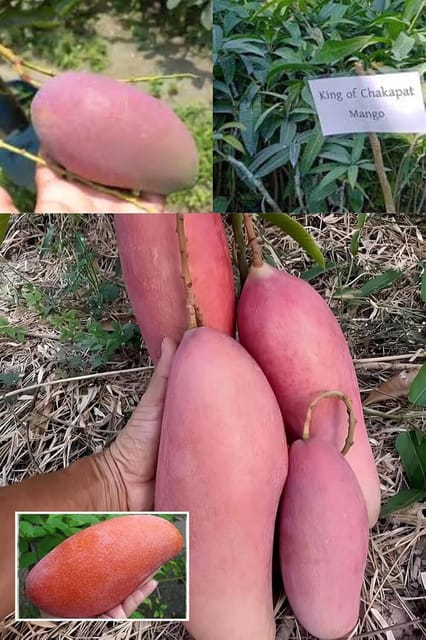 Thai King Of Chakapat Mango Aam Grafted Fruit  Plant (Height 1.5-2 Feet) Fruits After 1Year, Sweet Taste, Smooth Texture,Juicy, And Richly Flavor, 1 Healthy Fresh Plant For Home Garden