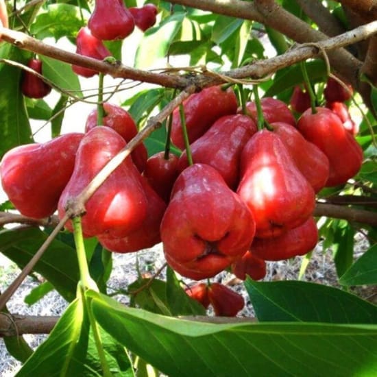 Seedless Water Apple Jamrul Red Fruit   Plant Hybrid (1.5-2 Feet Height) Jamrul Plant Original Rare Fruit Plant All Season Amrud Red Skin For Home Graden Outdoor  Tree