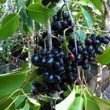 Thai Sweet Black Jamun Jambolan Jam Grafted Fruit  Plant (Height 1.5-2 Feet) Hybrid Varitey After Fruit 1 Year Sweet, Slightly Tangy Taste, 1 Healthy Plant For Home Garden