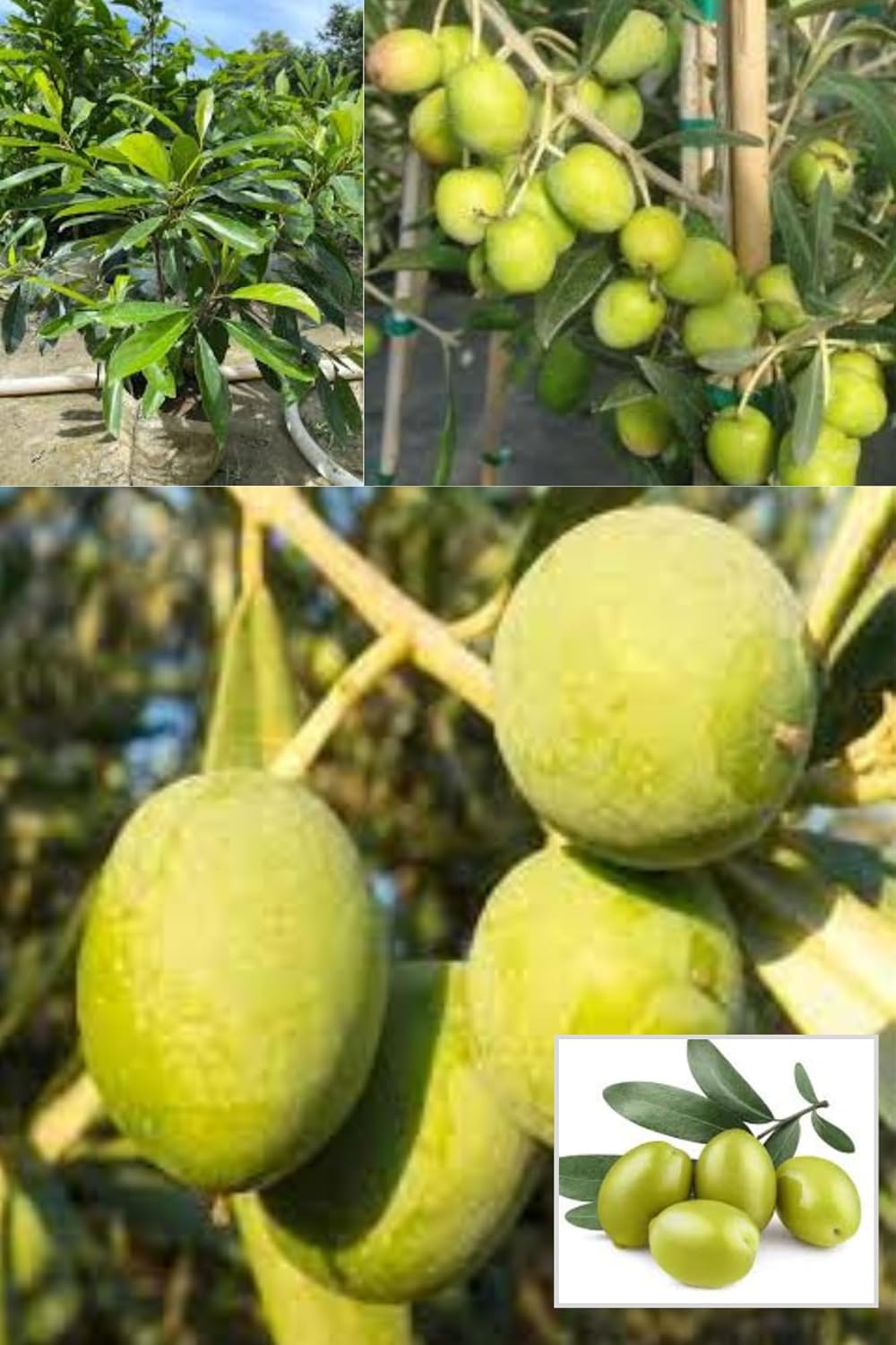 Thai All Time Sweet Olive Jalpai Layering/Grafted Fruit Plant "(Height 1.5-2 Feet) Thailand Variety, All Season Fruits, Taste; Sweet Very Palatable,1 Healthy Fresh Plant For Home Garden