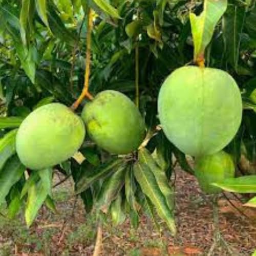 Malgova Mango Aam Grafted Fruit  Plant (Height 1.5-2 Feet) Low Fiber Content, And Sweet, Aromatic Pulp, Hybrid Varitey Mango, 1 Healthy Fresh Plant For Home Garden