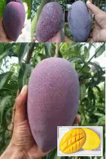 Bn 7 Mango Aam Grafted Fruit  Plant (Height 1.5-2 Feet) Banganapalli (Benishan) Variety,Flavor: Sweet,Mildly Tangy, With Rich Aroma. 1 Healthy Fresh Plant For Home Garden