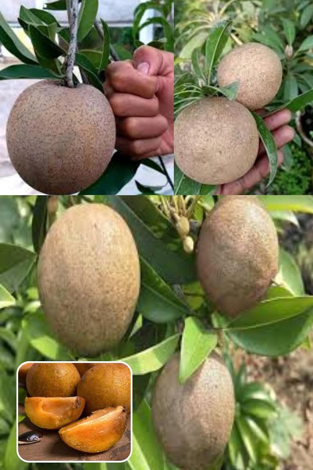 Jambo Chikoo Sapota Grafted Fruit Plant (Height 1.5-2 Feet) For Home Garden
