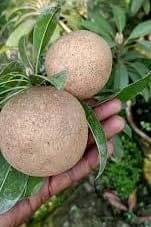 Jambo Chikoo Sapota Grafted Fruit  Plant (Height 1.5-2 Feet) For Home Garden