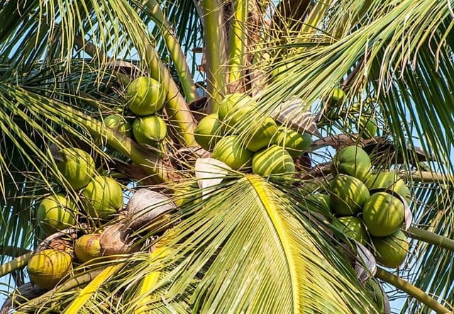 Kerala Kalpasree Coconut Nariyal Hybrid Dwarf Fruit Plant (Heaight 1.5-2 Feet) Coconut Orignal Rare Hybrid Sweet Fruit Plant |For Home Graden Outdoor Fruit  Tree