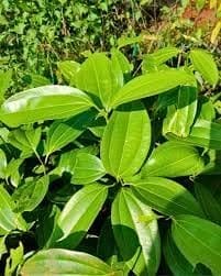 Rare  Dal Chini Plant (Cinnamon Tree) Karuvapatta (1.5-2 Feet Height) Aromatic Spice Plant Fragrant Bark Fresh Grafted Variety(1 Healthy Plant) For Home Graden Outdoor