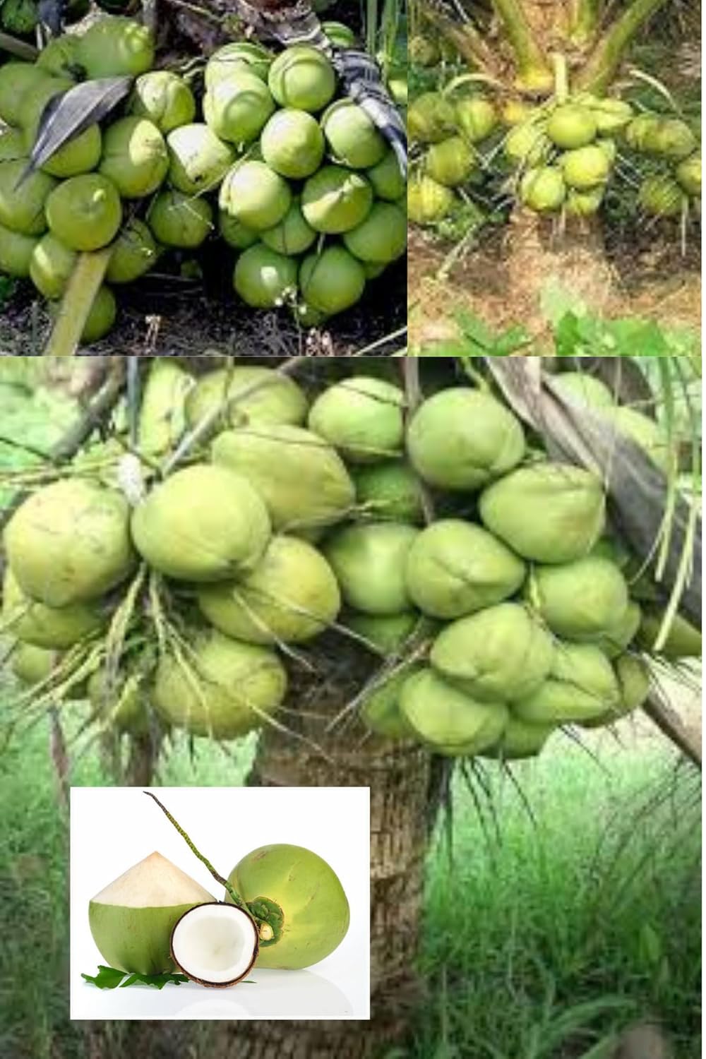 Ganga Bandom Coconut Nariyal Hybrid Dwarf Fruit Plant (Height 2-3 Feet) After Fruit 2-2.5 Years Coconut Water (Sweet And Refreshing) (1 Healthy Tree) For Home Garden