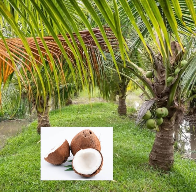 Ganga Bandom Coconut Nariyal Hybrid Dwarf Fruit  Plant (Height 2-3 Feet) After Fruit 2-2.5 Years Coconut Water (Sweet And Refreshing) (1 Healthy  Tree) For Home Garden