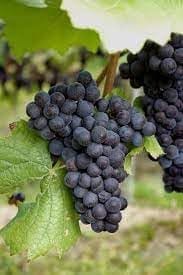 Black Grapes Kali Angoor Layering/Grafted Fruit  Plant (Height 1.5-2 Feet) Vitis Vinifera (Black Variety) Smooth Skin, Juicy Pulp,Sweet With Mild Tangy, 1 Healthy Palnt For Home Garden