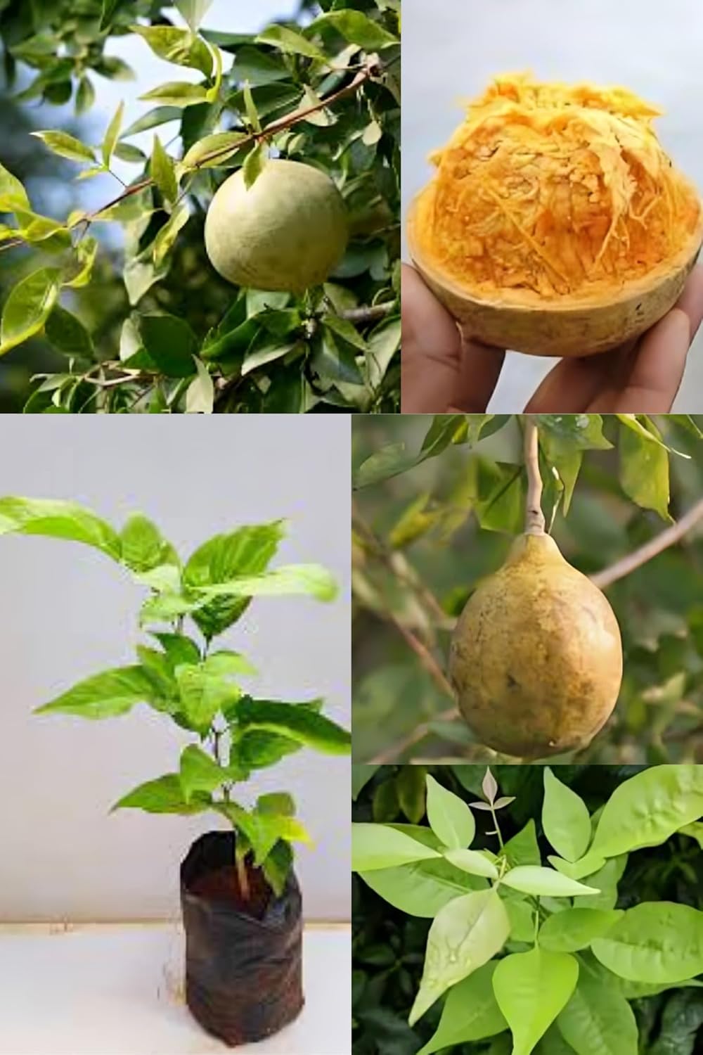 Sweet Beal Fruit Plant (Aegle Marmelos) Fresh & Healthy (Height 1.5-2 Feet) Hybrid Fruit Plant | Bilva Patra | Bel Patra | Fruit After 8-9 Month | Esay Grow |Pack Of-1| Outdoor Tree