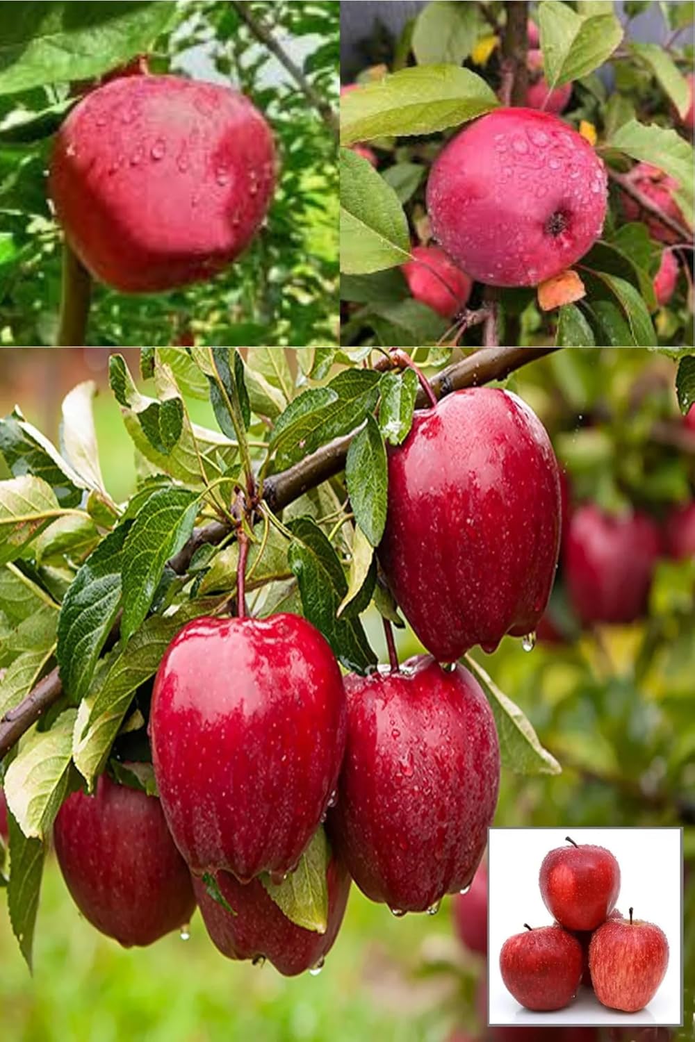 Michael Low Chill Tropical Apple Seb Grafted Fruit Plant (Height 1.5-2 Feet) Fruits After 1Year, Flesh Is Juicy, Sweet To Tart Taste, Fast Growing, 1 Healthy Plant For Home Garden