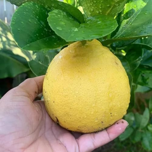 Big Size Ball Pati Nimbu Lemon Layering/Grafted Fruit  Plant (Height 1-2 Feet) Lemons With Thin Yellow Skin, Lemons, Rich In Juice And Vitamin C. 1 Healthy Plant For Home Garden