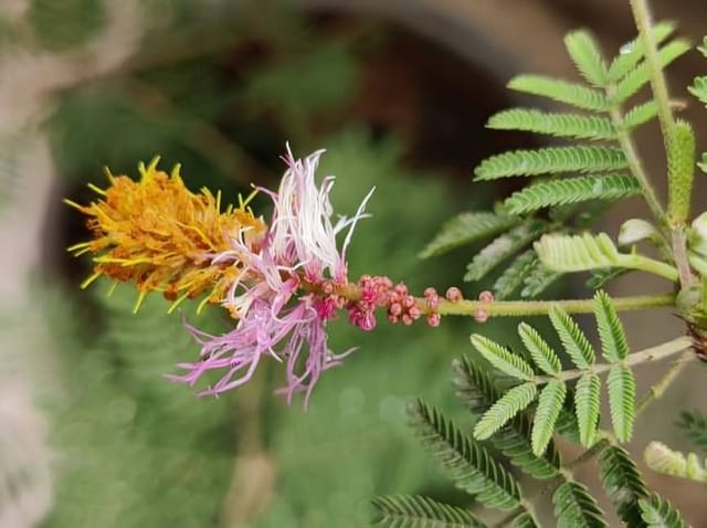 Rare  Indian Good Luck Shami (Prosopis Cineraria) Flowers Plant (Height-1-2 Feet) Shami Original Hybrid Variety Lucky Plant For Home Garden Outdoor/Indoor  Tree | Easy Care |