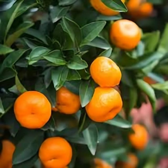 Zxxxyanbi Rare Sweet China Orange (Santra Grafted) Fruit Plant (Height 1.5-2 Feet) Orange Orignal Hybrid Variety Fruit Plant Pack Of -1 For Home Graden Outdoor  Tree