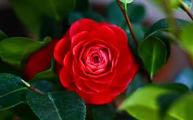 Rare Variety Camellia Red Beauty  Flower Plant Hybrid [Height1.5-2 Feet Plant] Camellia Red Original Rare Variety Flower Plant For Home Graden Outdoor Balcony Bush Tree (Pack Of 1)